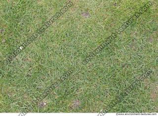 Photo Texture of Grass